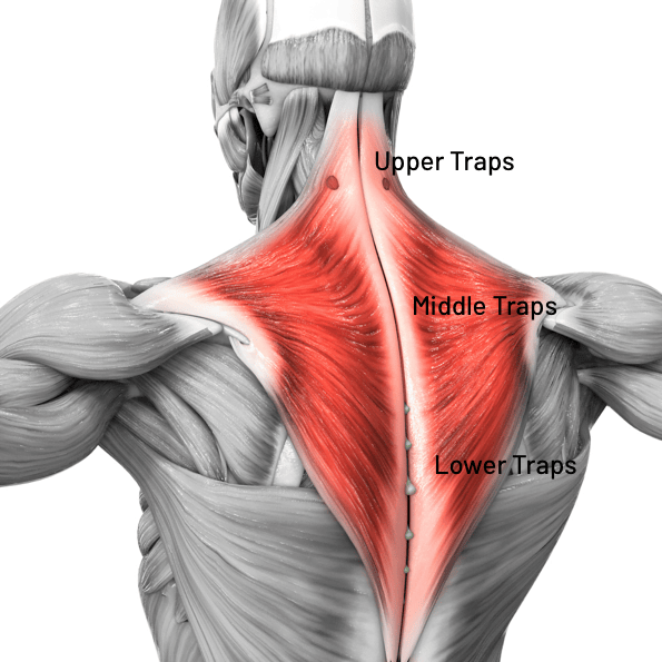 The different Trapezius