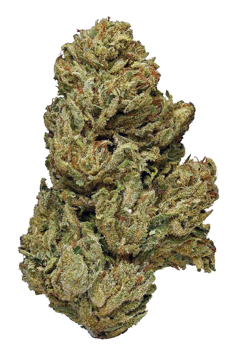 ACDC strain flower image 4