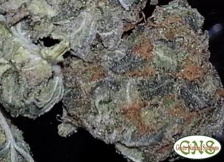 Blanco strain flower