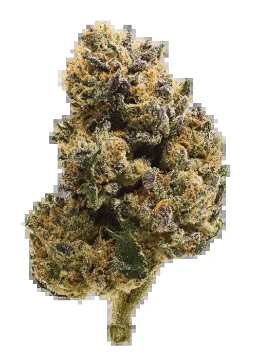 Bombsicle strain flower image 1