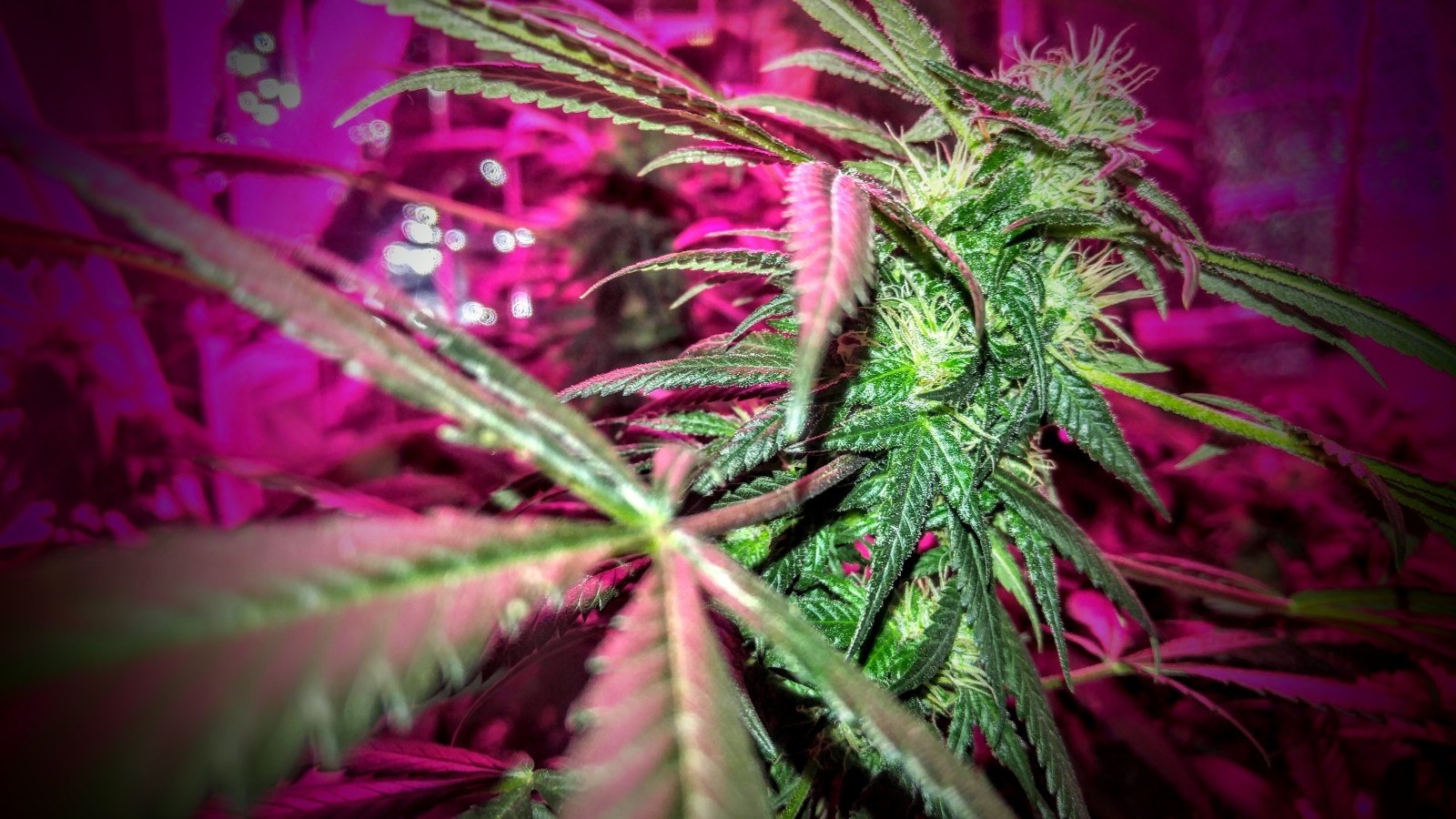 Bubble Butt strain flower image 3