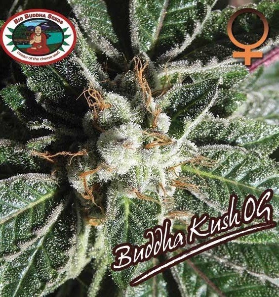 Buddha OG Kush strain flower image 3
