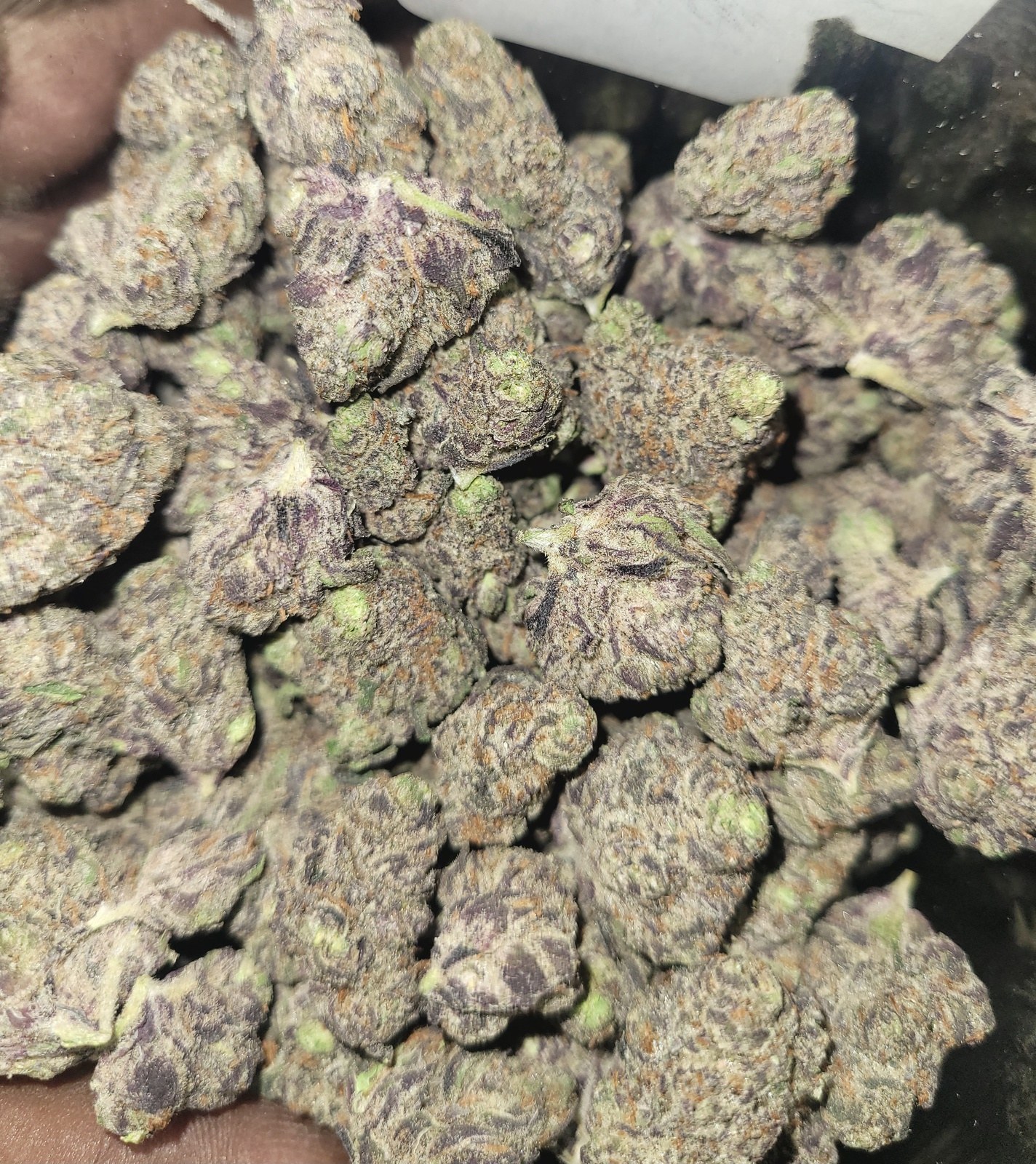 Caesar strain flower image 1