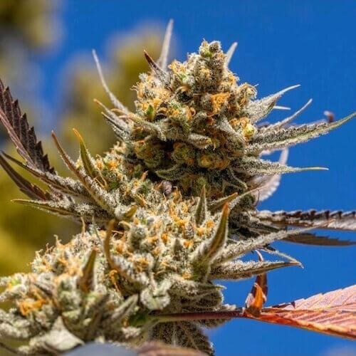 Candy OG strain flower image 3