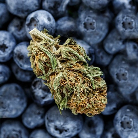 Devil strain flower image 2