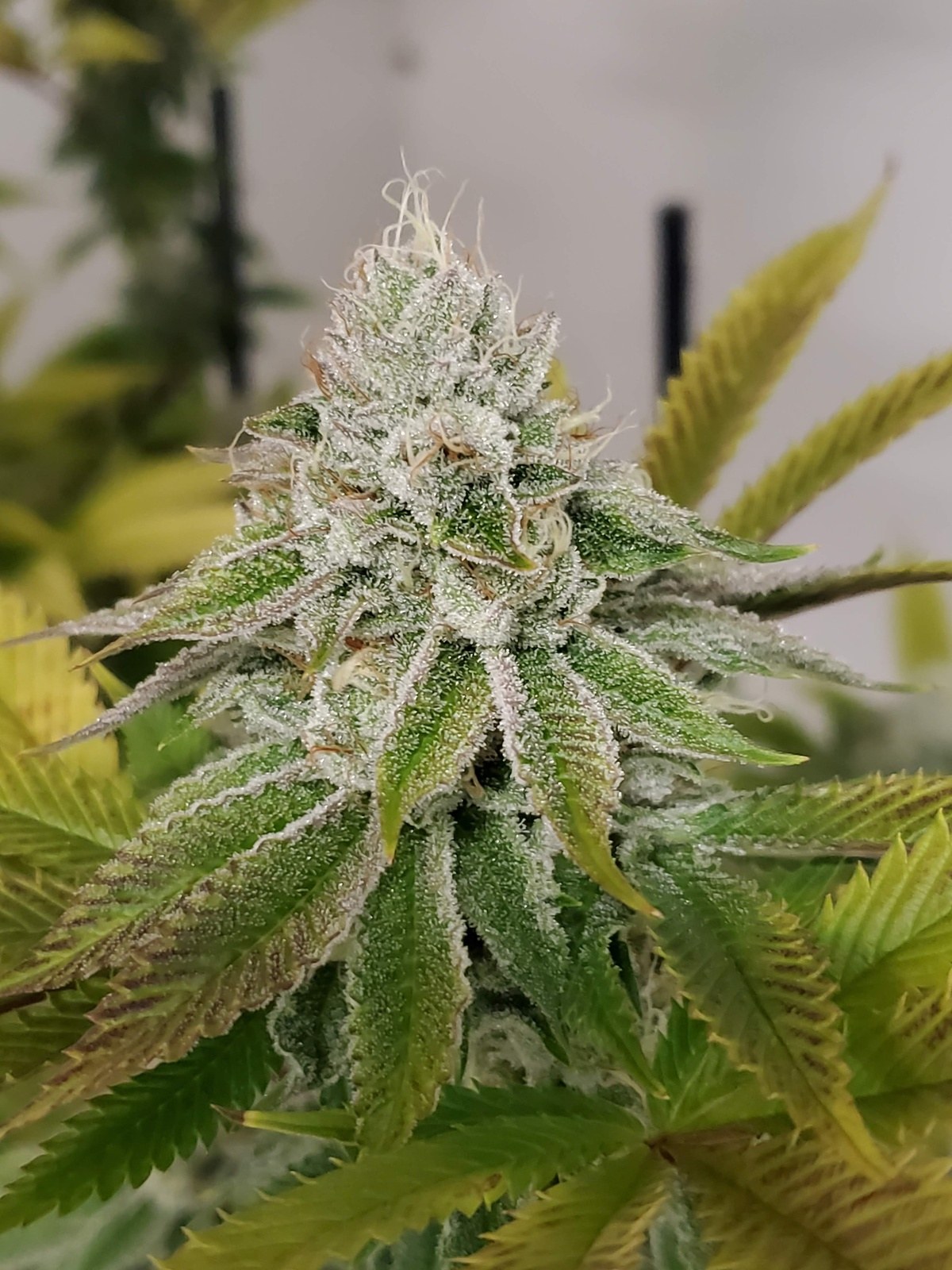 Devil strain flower image 5