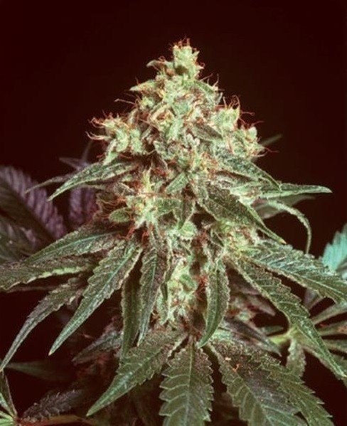 Devil strain flower image 6