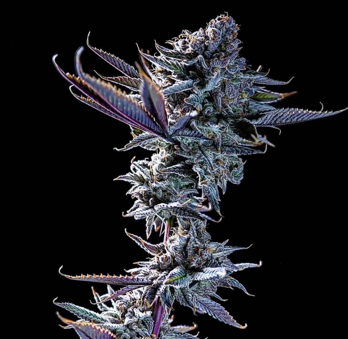 Devil Driver strain flower