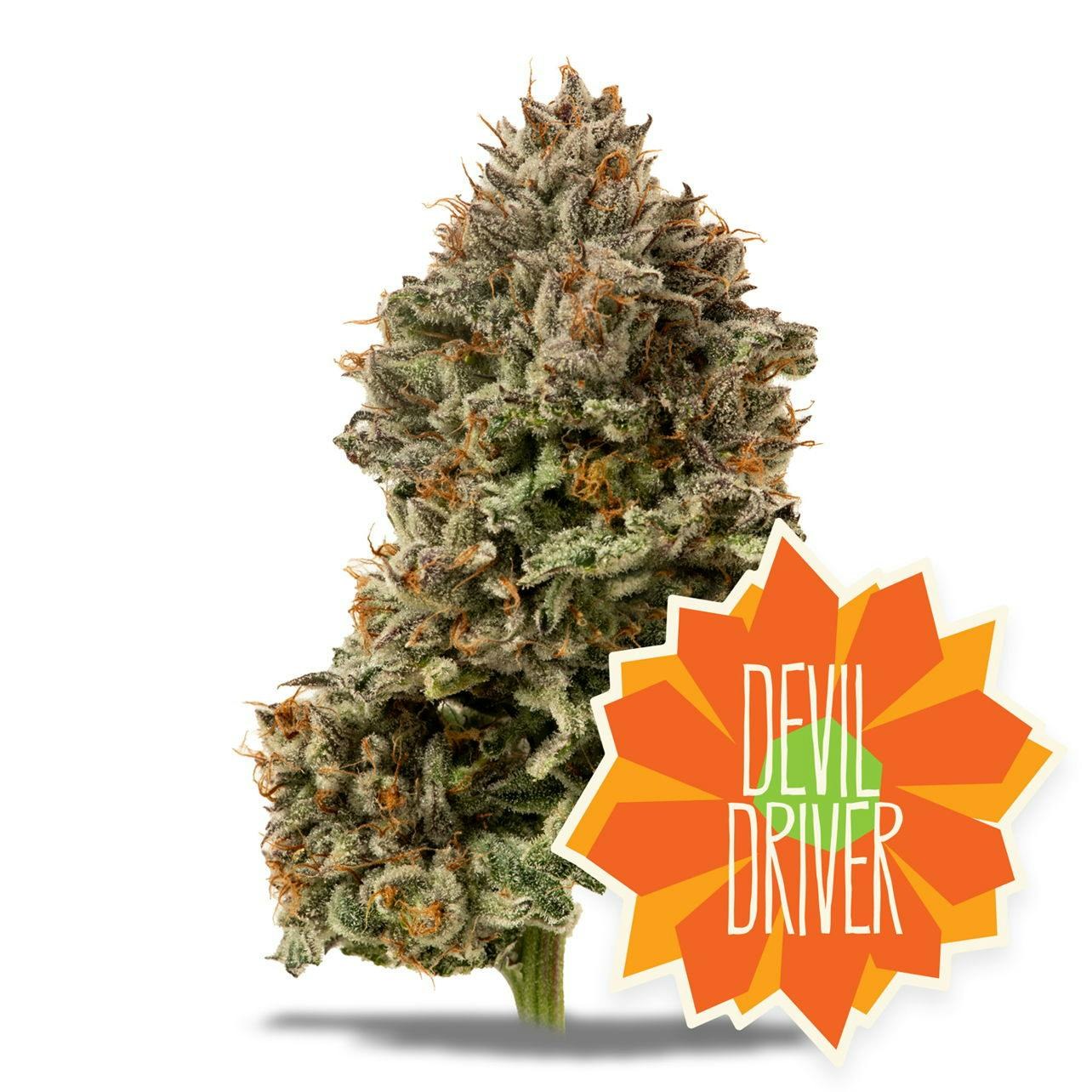 Devil Driver strain flower image 3