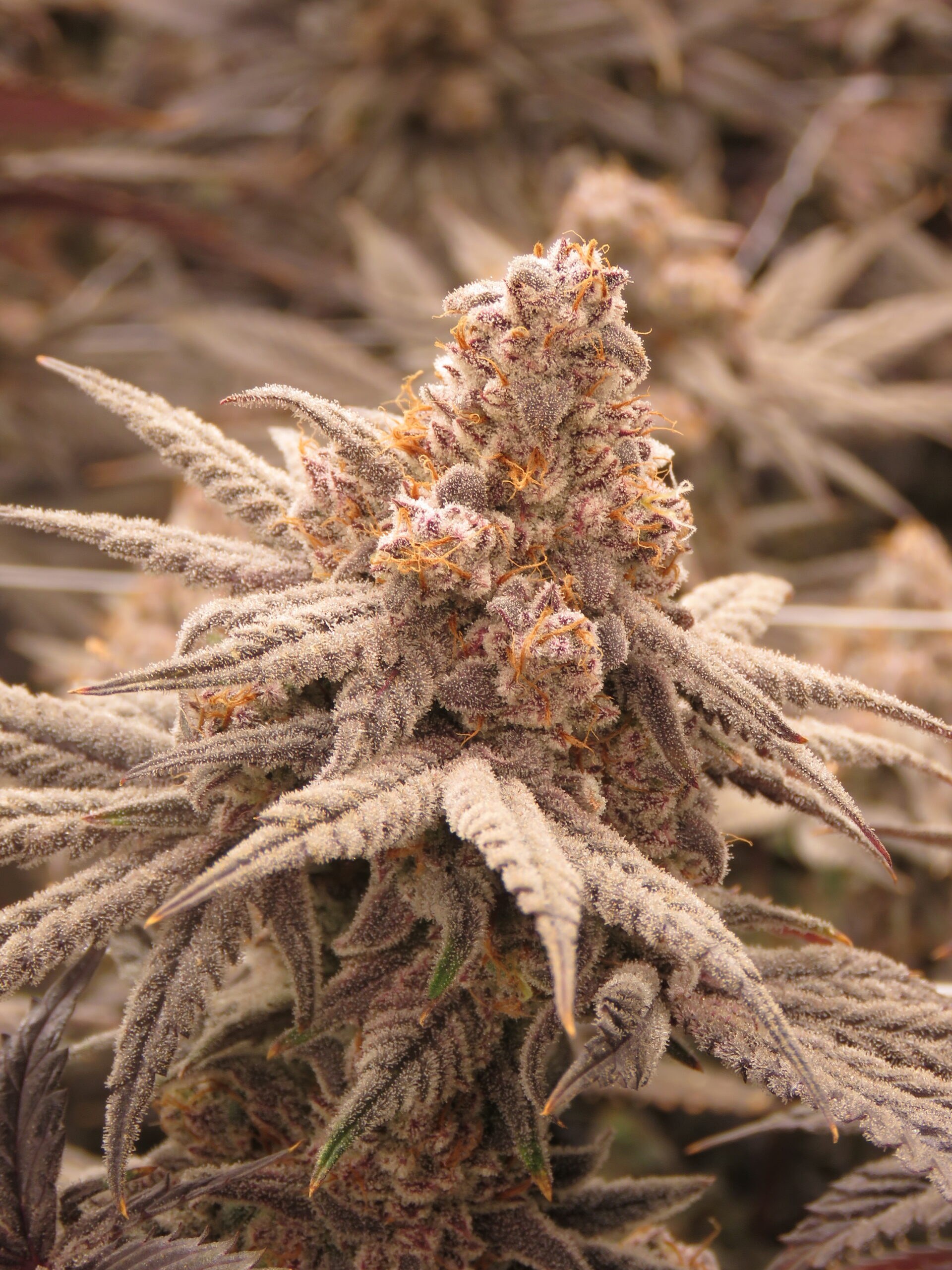 Devil Driver strain flower image 5