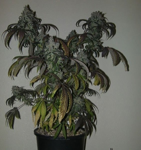 Flo strain flower image 4