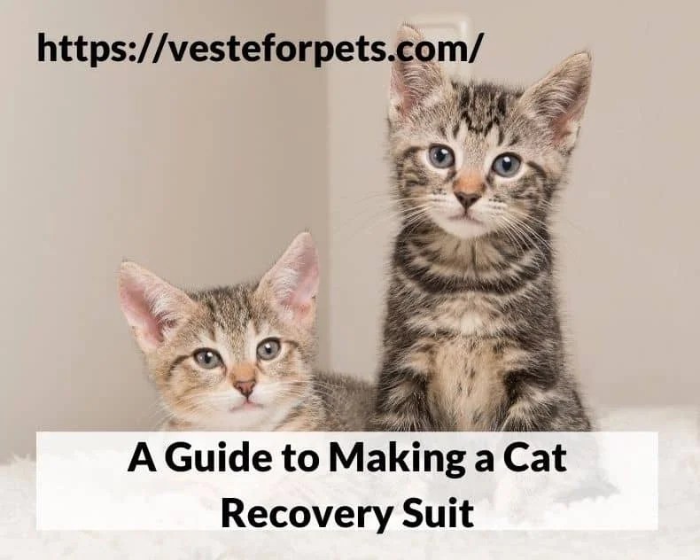 A guide to making a cat recovery suit