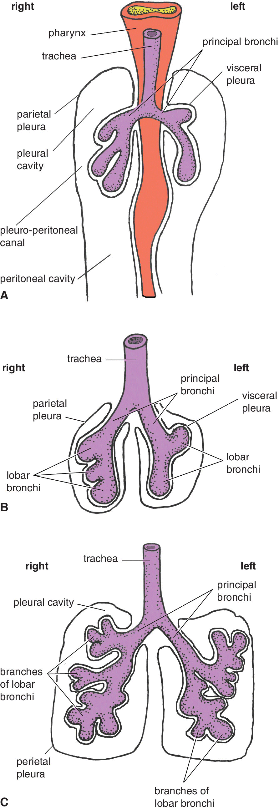 Labeled diagrams (A–C) illustrating the ventral views of sequential stages in lung development displaying the formation of the principal bronchi and the origins of lobar bronchi and their branches.