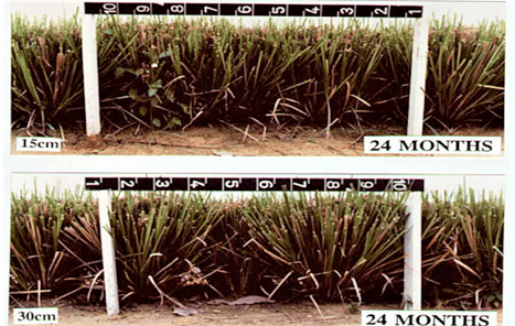 Photo 2. Gap comparison at 24 months: 15 cm and 30 cm spacing.