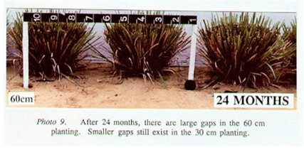 Photo 3. Gap comparison at 24 months at 15, 30 and 60 cm spacing.