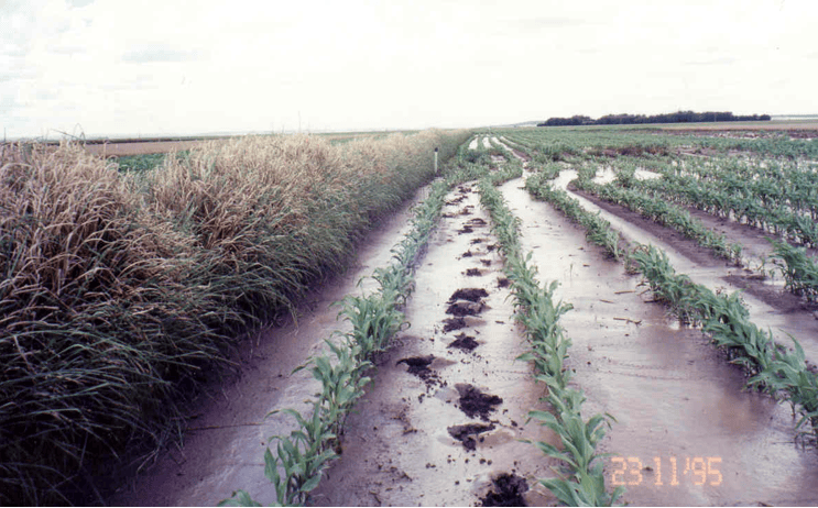 Hedges spreading water and trapping sediment on farmland on the Darling Downs, Queensland, Australia.