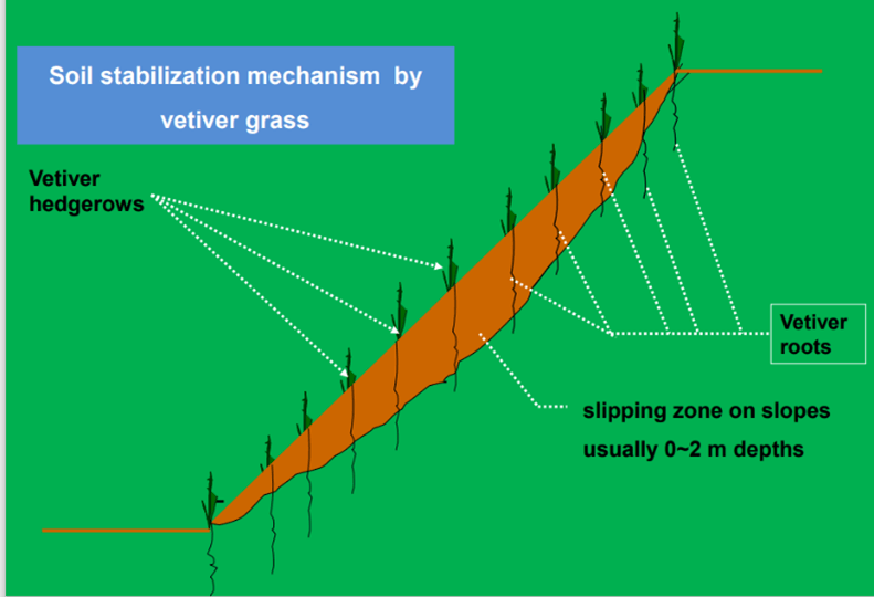 Vetiver reduces the chance of slips on slopes where the soil is shallow (less than 2 m).