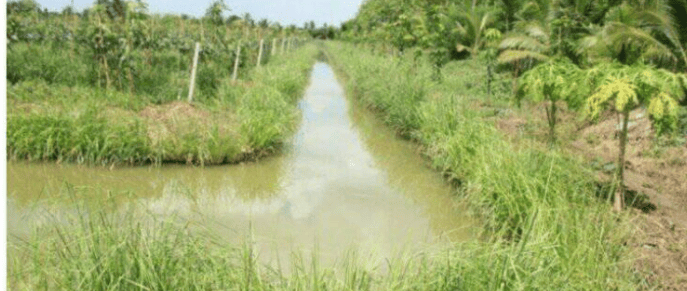 A larger drain in Papua New Guinea with vetiver protecting the banks. (Robinson Vanoh)