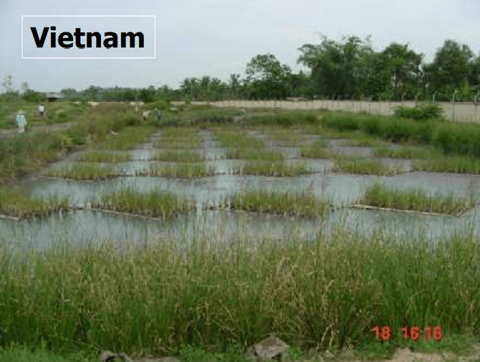 Floating vetiver on a piggery effluent lagoon, Vietnam.