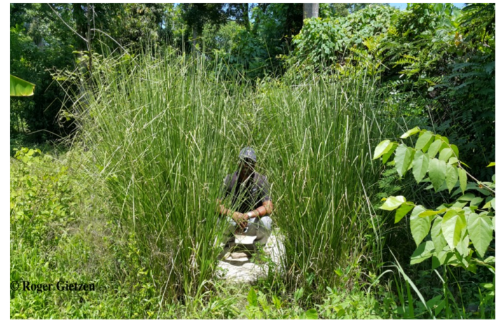A working vetiver latrine in Haiti. (Roger Gietzen)