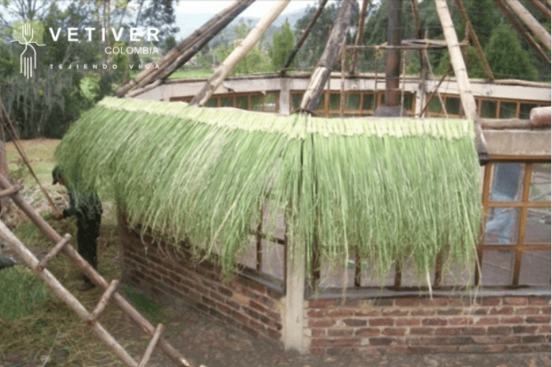 Laying fresh vetiver thatch on a roof frame. (Vetiver Colombia)