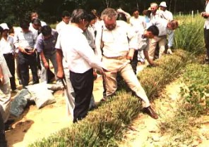 Photo 2. A well-formed vetiver hedgerow (stiff and dense) at 18 months after planting, with plants 15 cm apart. (p.c. P.K. Yoon – Malaysia)