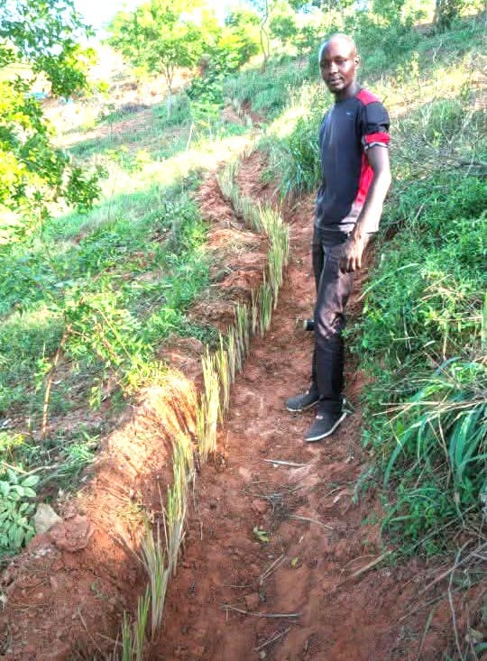 A newly planted vetiver hedge in a contour trench, Kenya