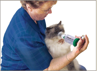 bronchodilator for cats