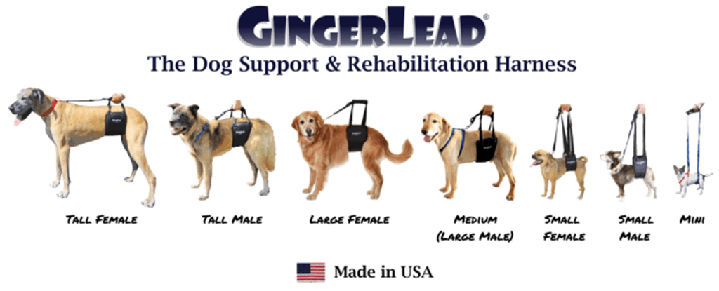 gingerlead dog support uk
