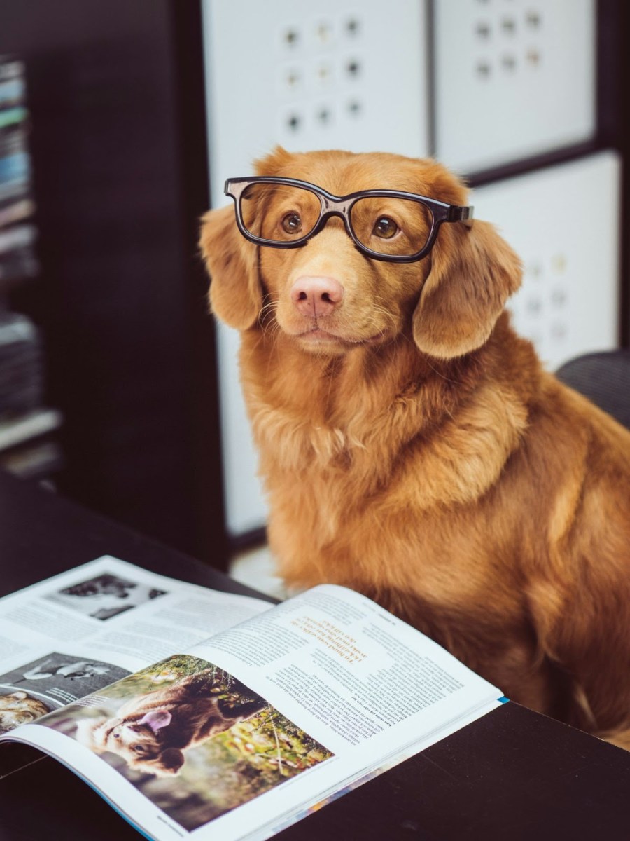 "An adorable dog in glasses is engrossed in reading a magazine."
