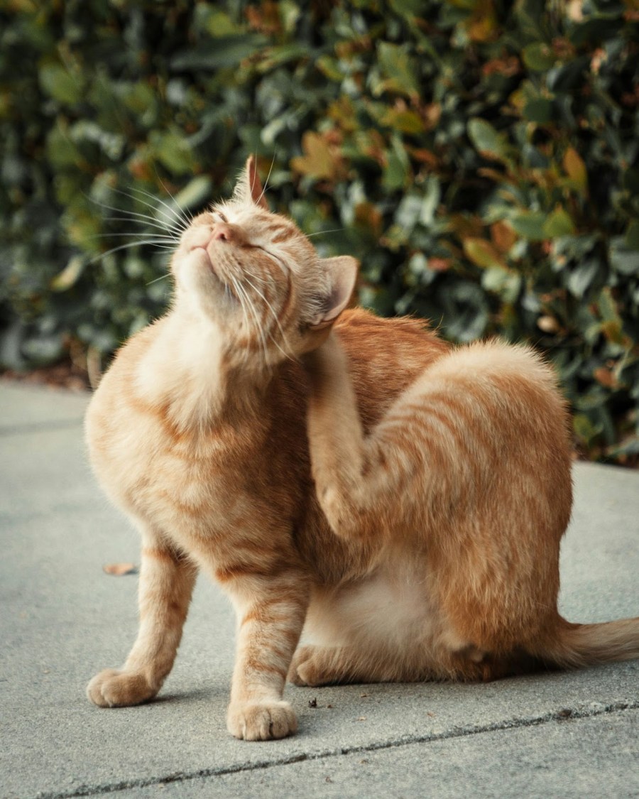 A beautiful ginger cat sitting scratching back of its head with a back paw.