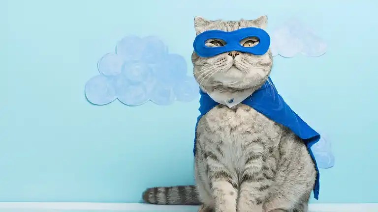 Gray tabby cat wearing a blue superhero mask and cape.