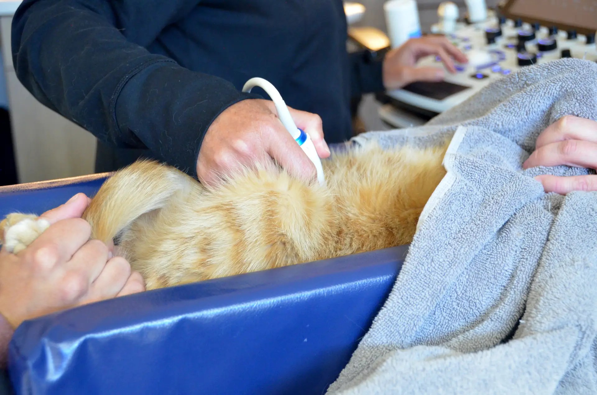 Orange tabby cat receiving an ultrasound while resting in a blue padded cradle.