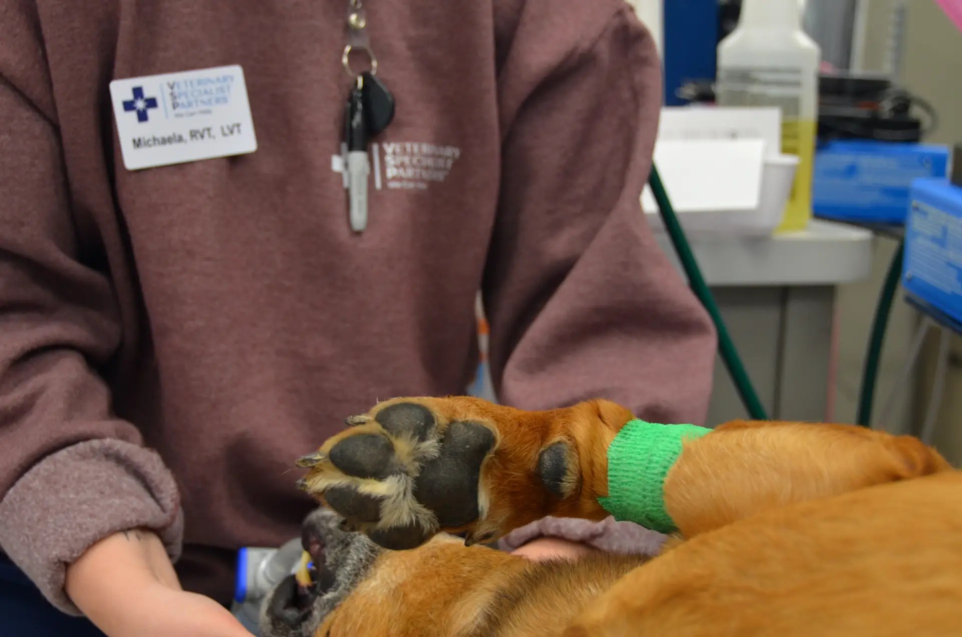 Vet caring for a dog with a green leg bandage at VSP.