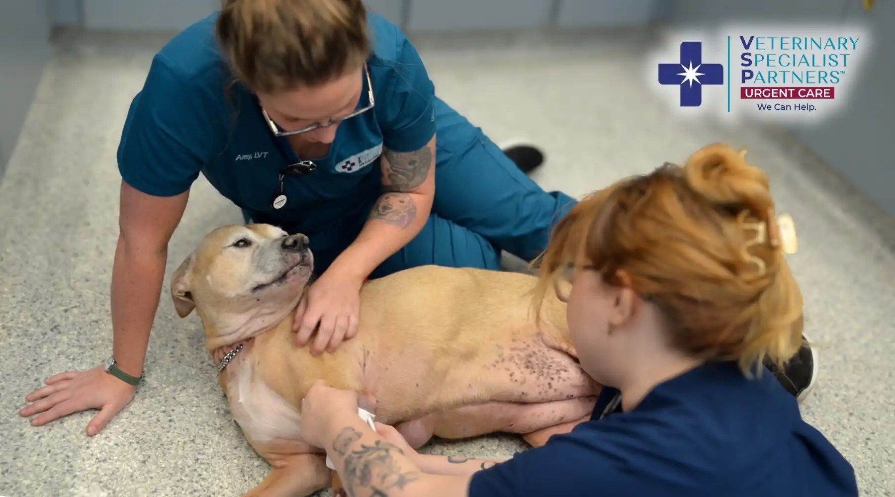 Two VSP staff members in blue scrubs caring for a tan dog on the clinic floor.