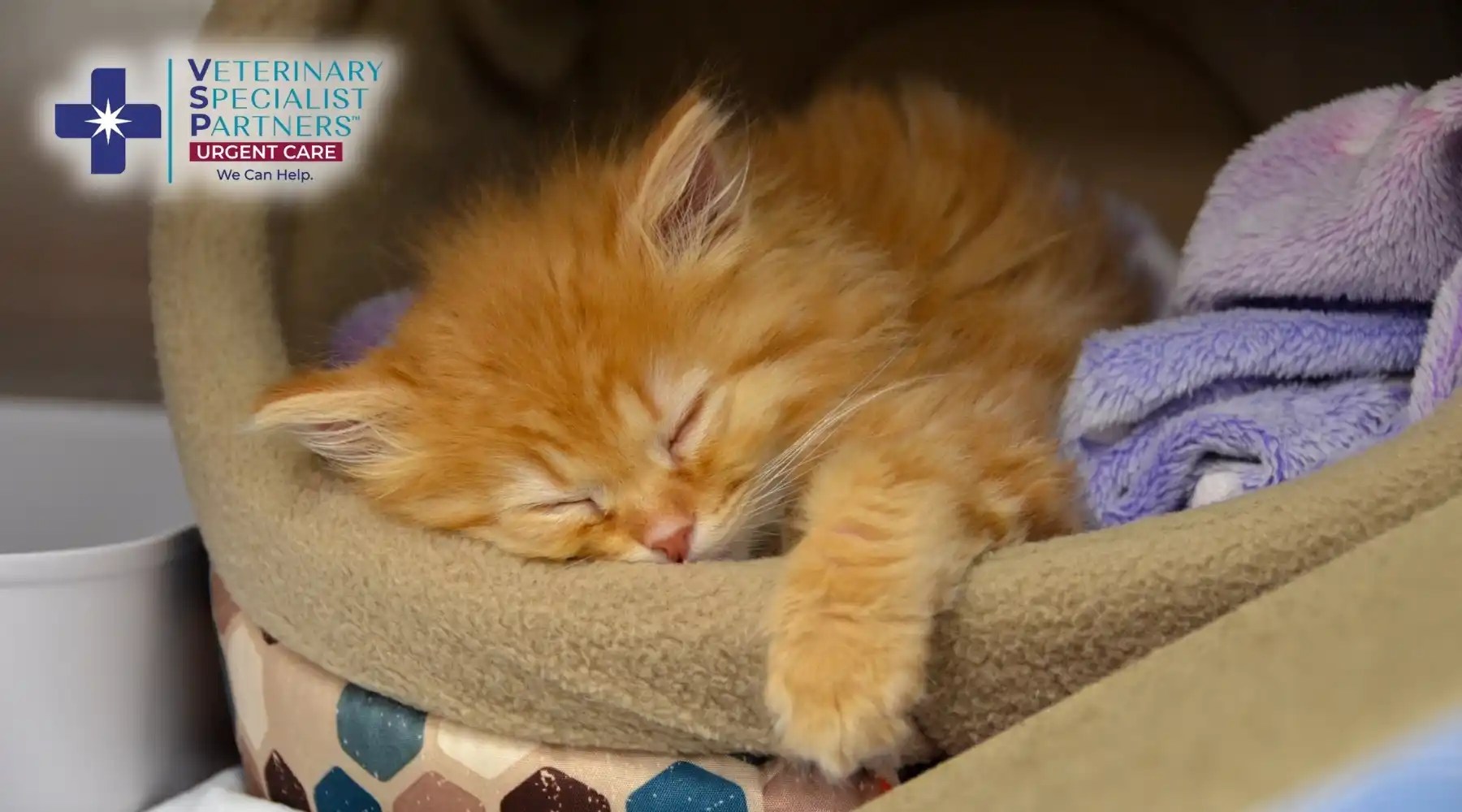 Fluffy orange kitten sleeping in a soft pet bed with the VSP logo.