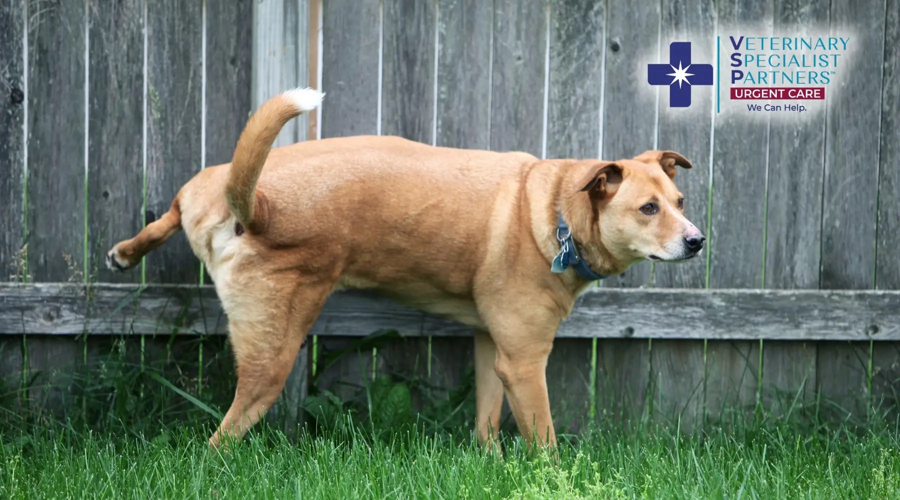 Why Is My Pet Having Problems With Urination Common Causes Explained