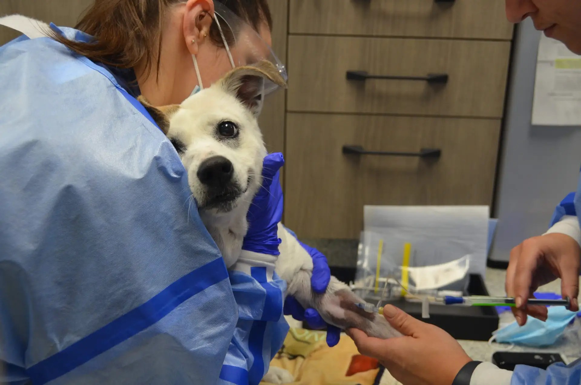 Compassionate Cancer Care for Dogs and Cats