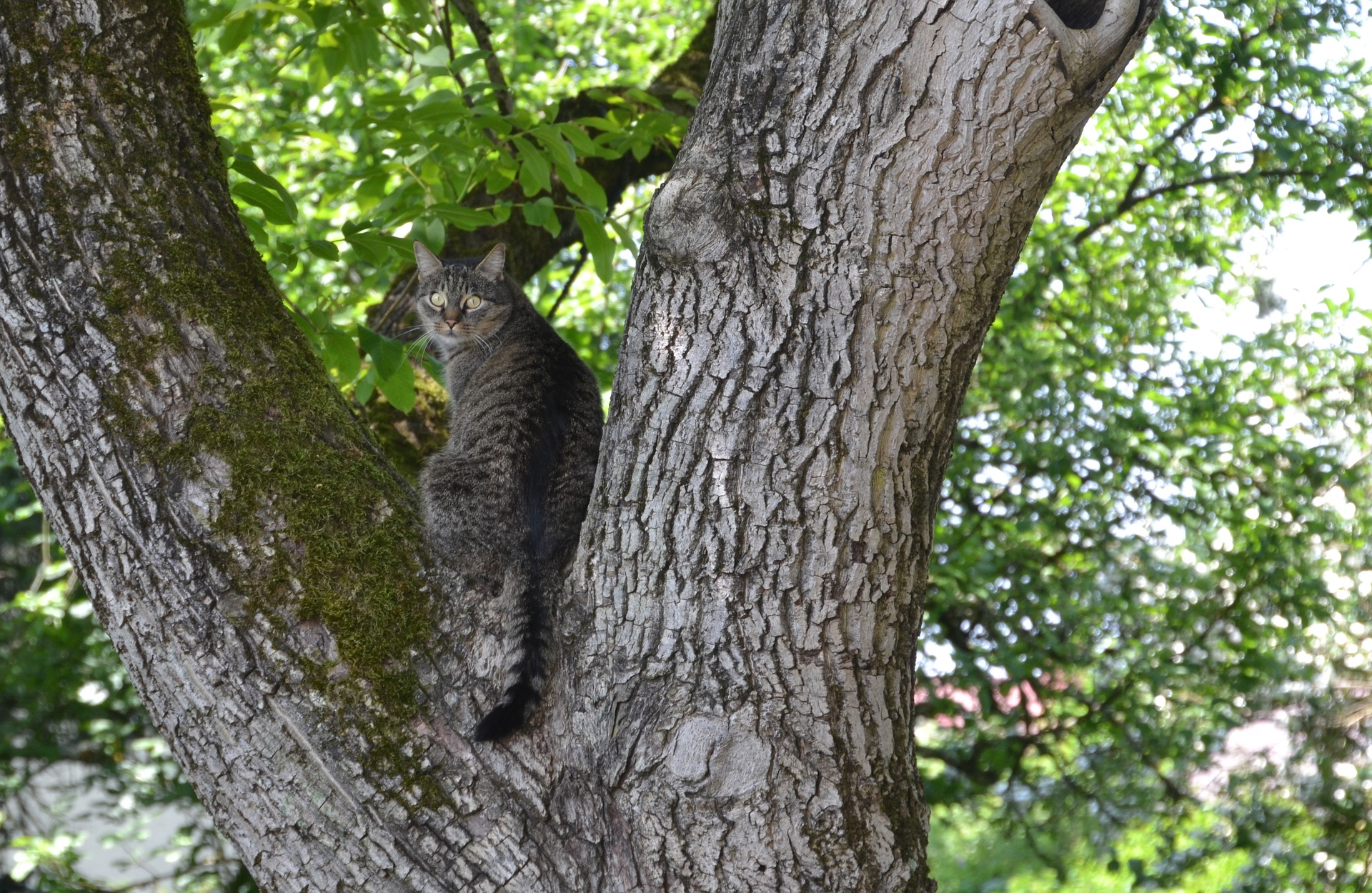 Why does my cat run away from me?