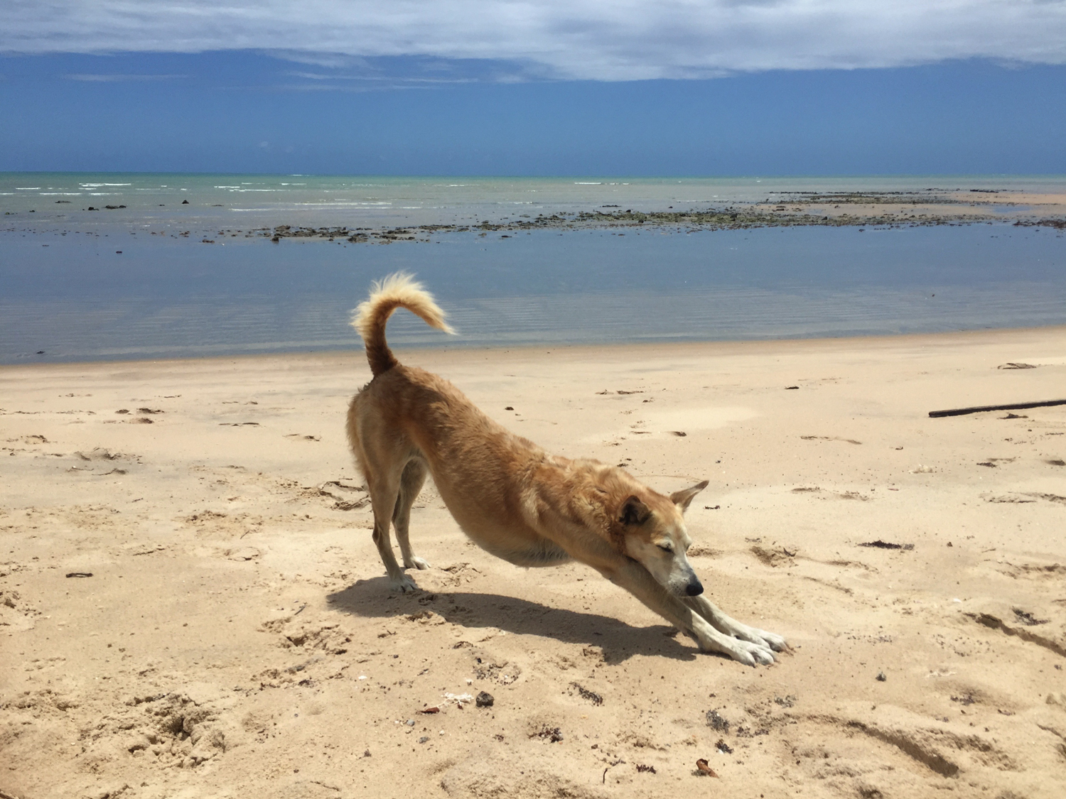 Esse cachorro na praia me representa