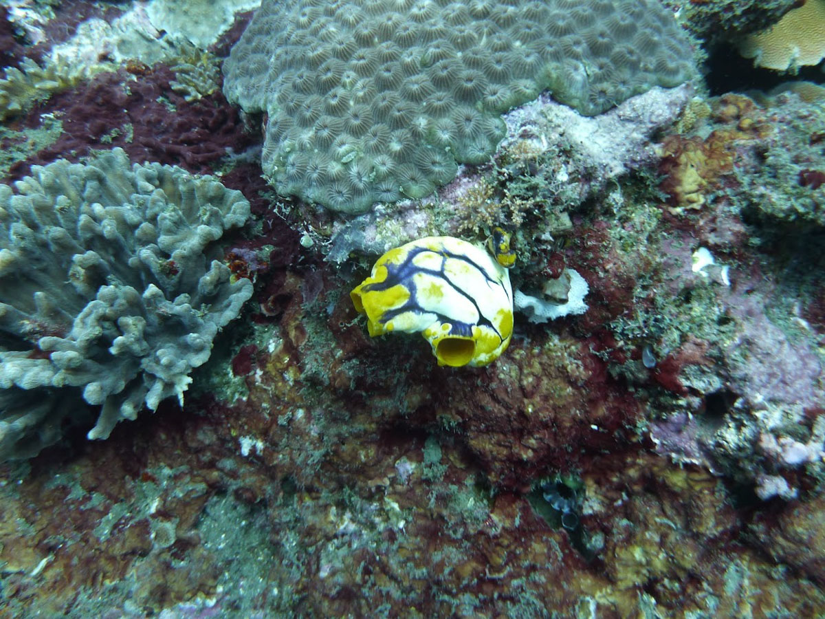 Lembeh