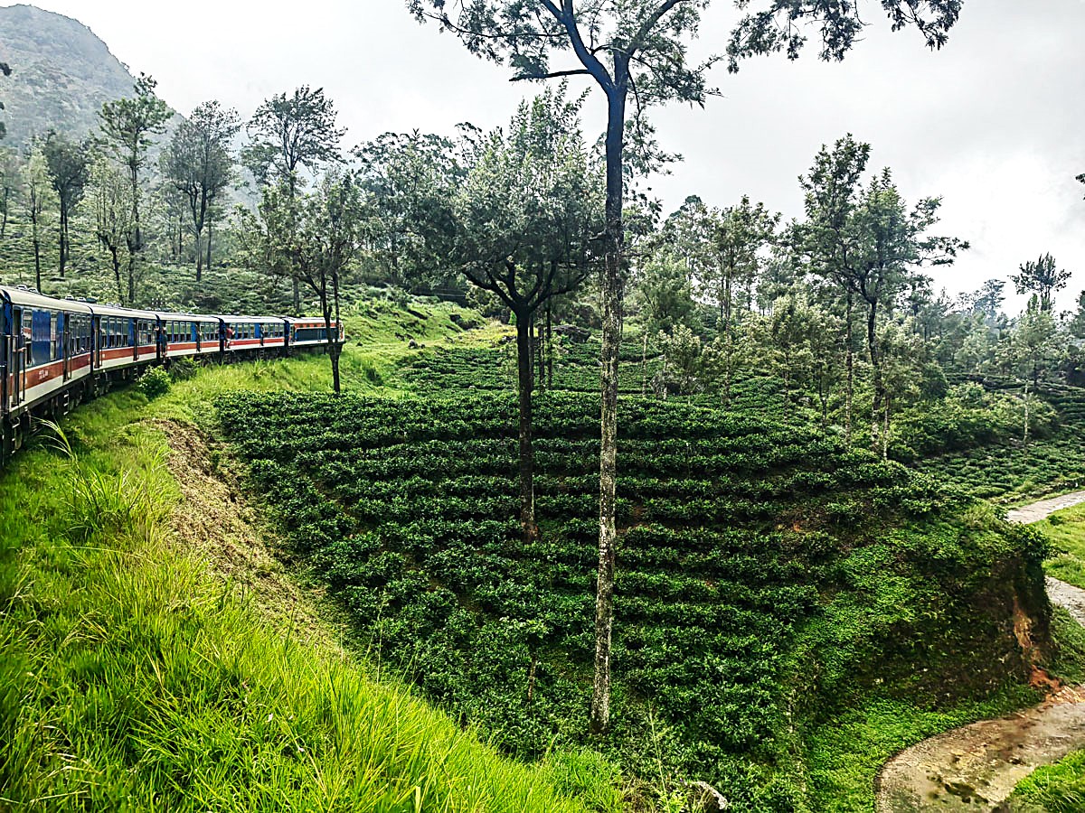 Tren del Té