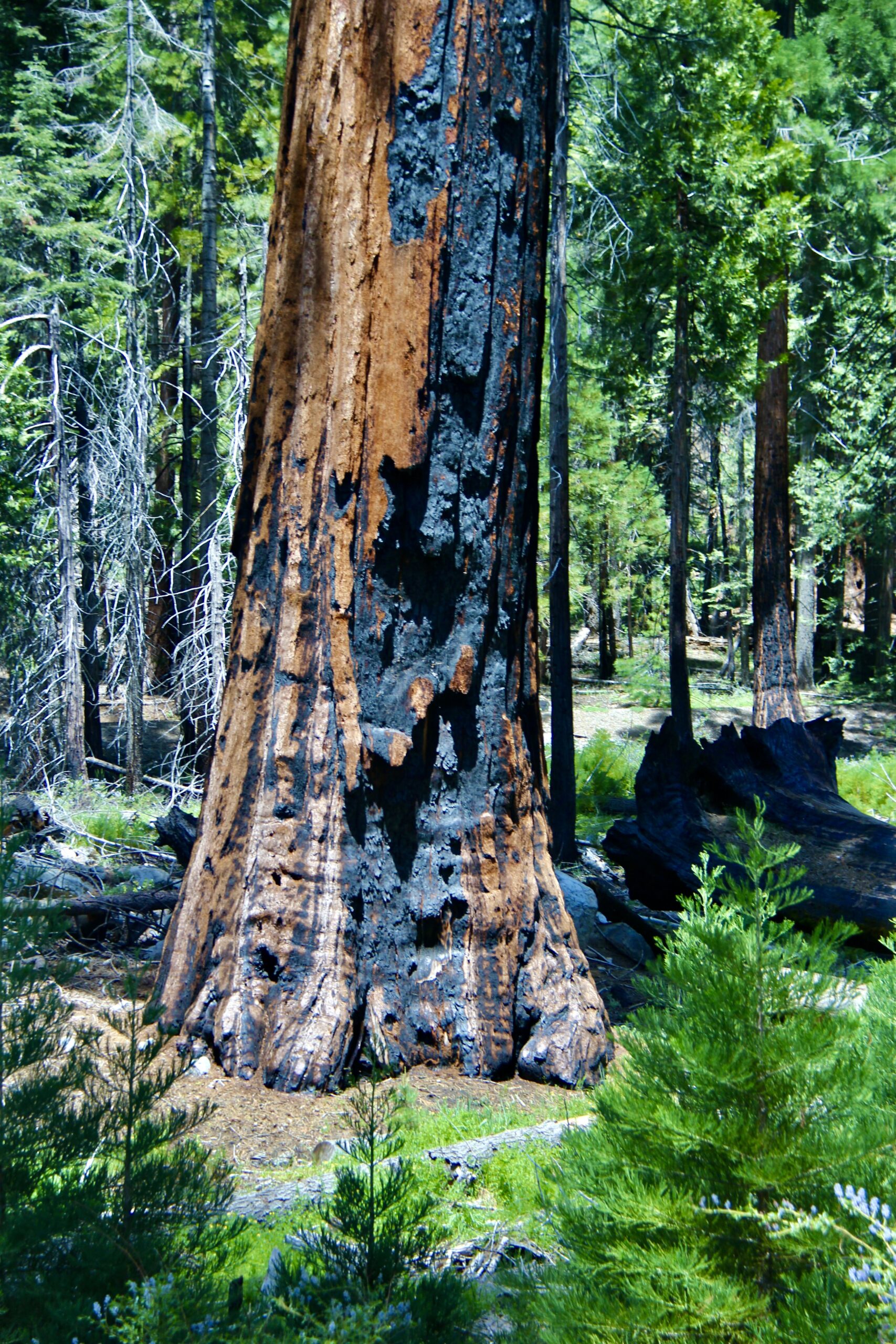 Close-up of a towering redwood tree with a massive, charred fire scar at its base, illustrating the Vianarra hospitality storytelling framework for winery and tasting room operators.