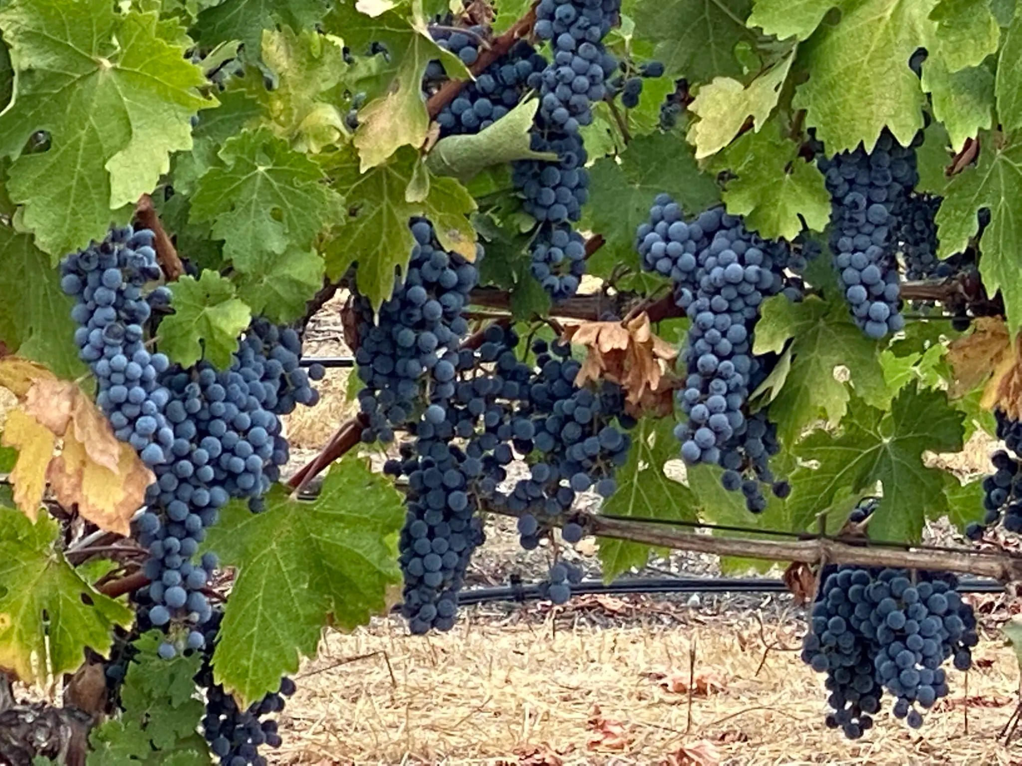 Clusters of dark blue wine grapes hanging heavy on the vine, surrounded by green and yellowing leaves, with dry straw on the vineyard floor below. Sonoma County, harvest season.