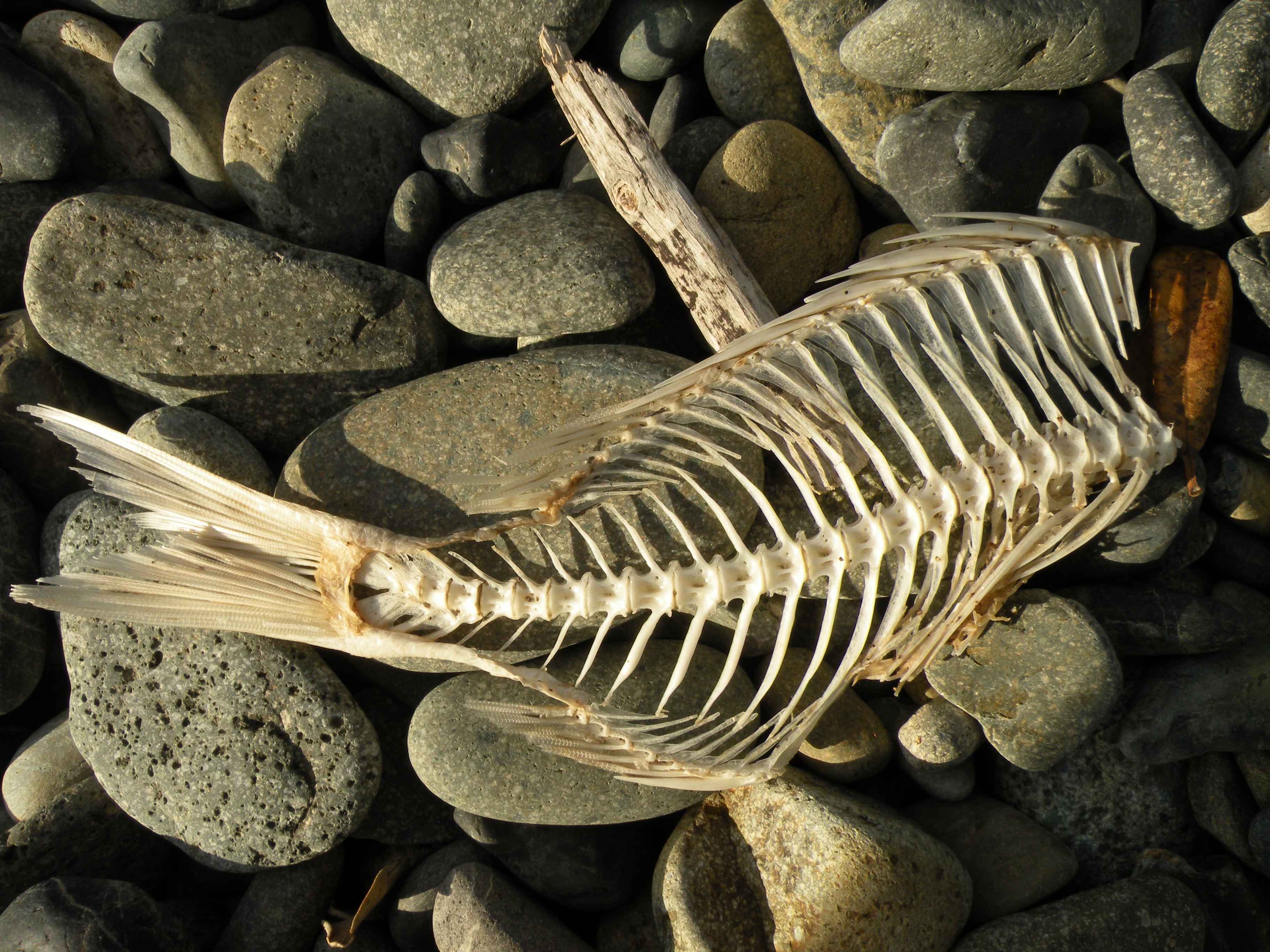 Fish Skeleton