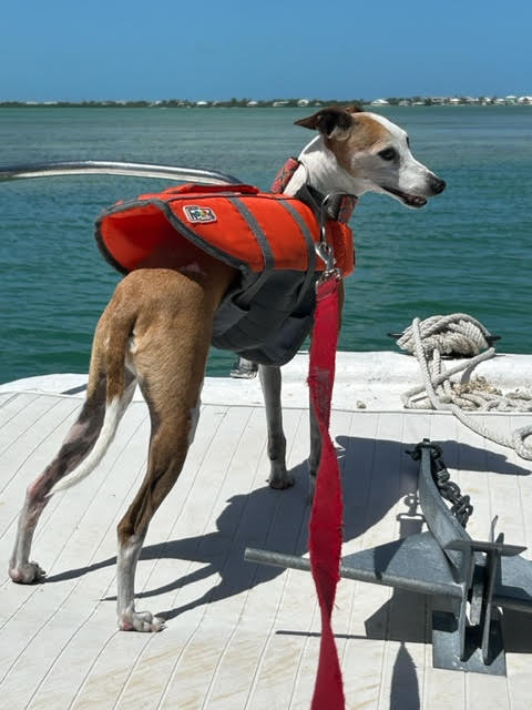 An Italian Greyhound wearing a bright orange life jacket stands on the deck of a boat, gazing out at the water.
