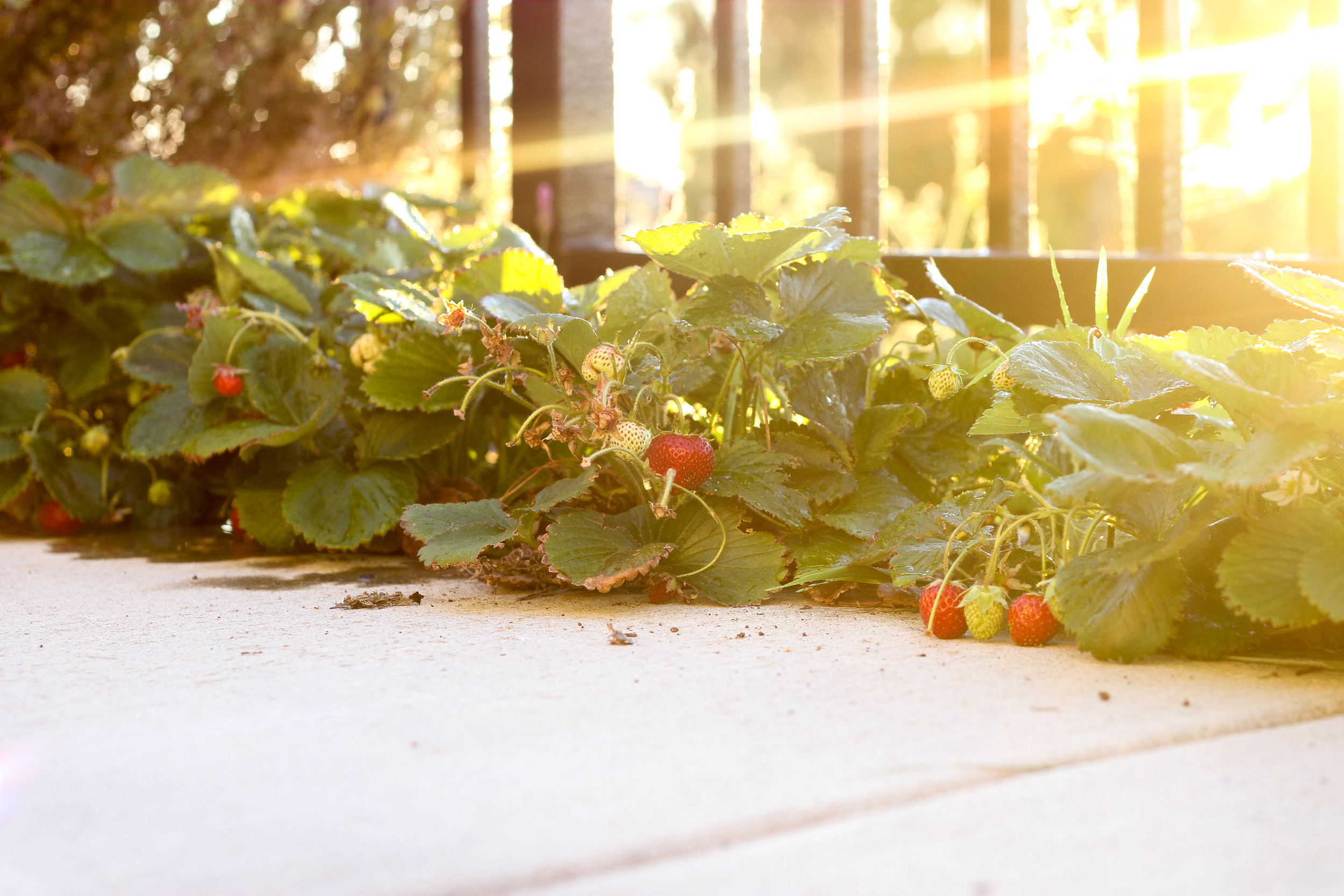 Strawberries from the garden