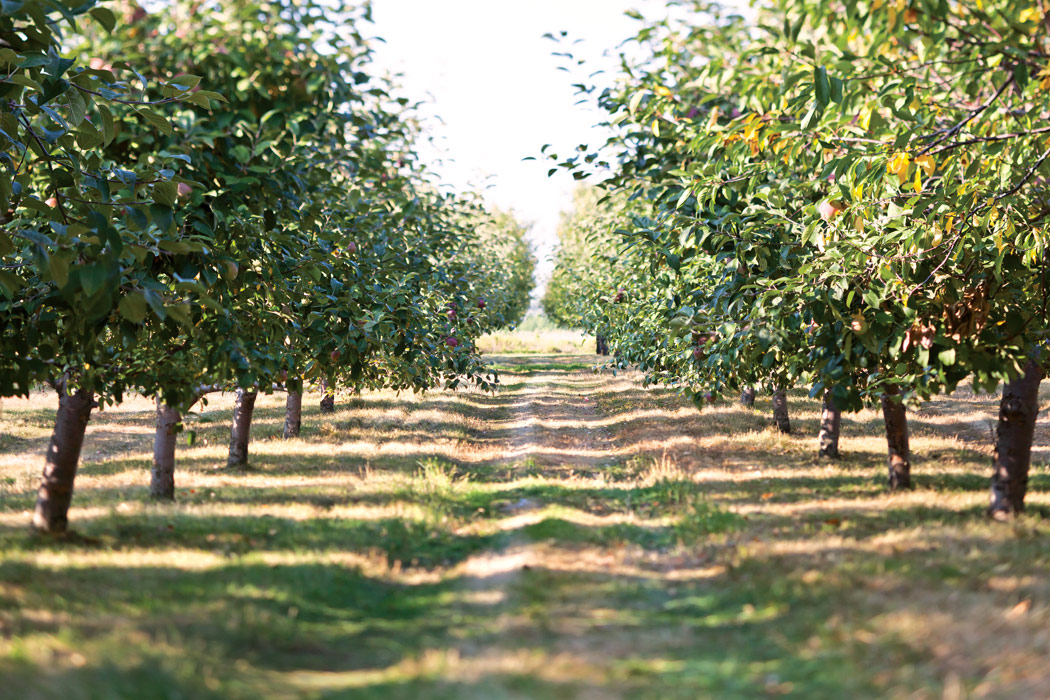 Apples Galore Fall Recipes for a Seasonal Favorite Victoria Magazine