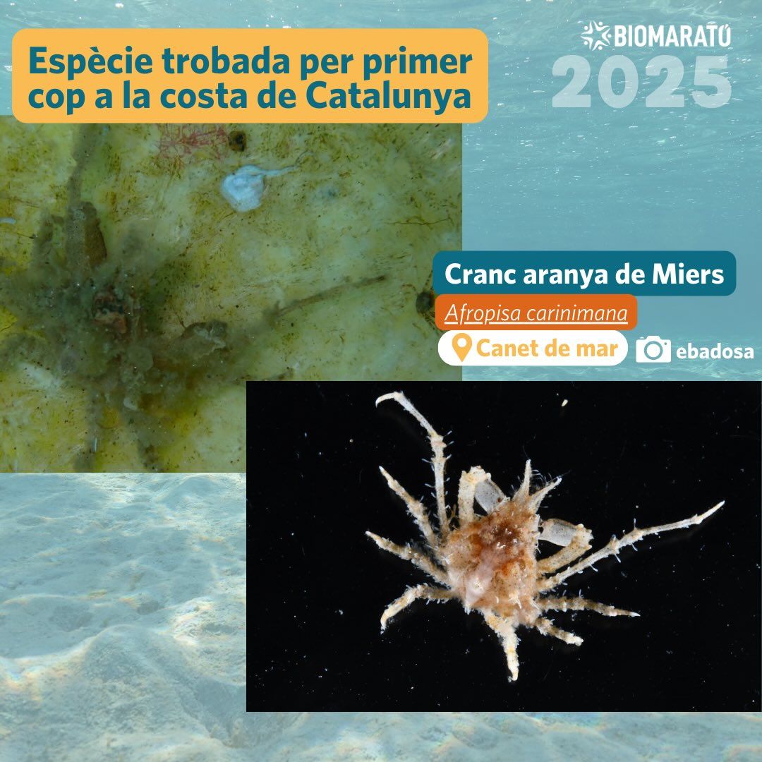 Biomarato03