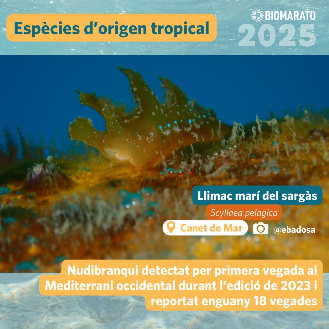Biomarato05